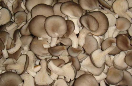 平菇是發物嗎?高血壓可以吃平菇嗎?