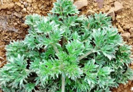 孕婦能吃白蒿嗎?白蒿的營養價值是什么?