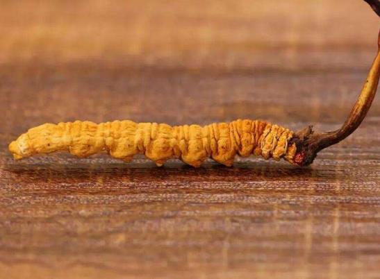 冬蟲夏草怎么食用最好?發(fā)霉的蟲草還能吃嗎
