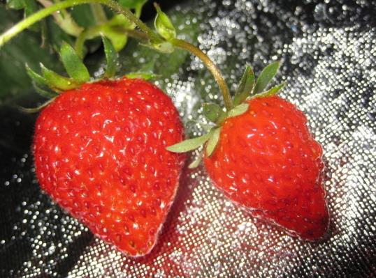 草莓放冰箱好還是放外面好?草莓破皮能放幾個小時