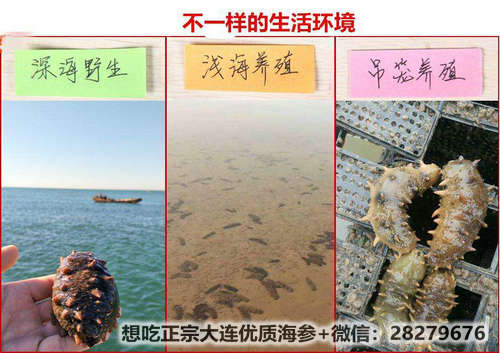 海參的泡發方法竟如此簡單!細數干海參泡發的正確方法 src=http___5b0988e595225.cdn.sohucs.com_images_20200407_b3833c3a993c48869526aec23d7c7702.jpeg&refer=http___5b0988e595225.cdn.sohucs.jpg