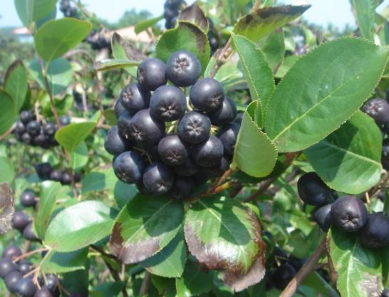 黑果花楸吃多了會(huì)怎么樣?黑果花楸可以泡水喝嗎