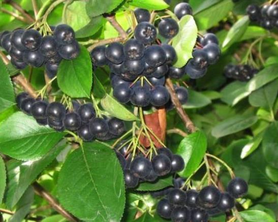 黑果花楸吃多了會(huì)怎么樣?黑果花楸可以泡水喝嗎