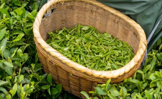 清明茶什么時候開始采 清明茶是什么時候的茶