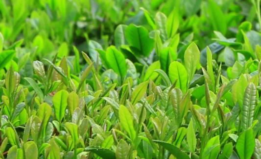 清明茶什么時候開始采 清明茶是什么時候的茶