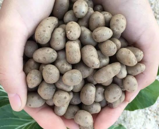山藥豆去皮后發紅可以吃嗎?山藥豆帶皮吃血糖會升高嗎