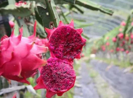 火龍果變質(zhì)會(huì)不會(huì)中毒?火龍果的營養(yǎng)價(jià)值