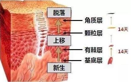 角質層薄敏感肌用什么護膚品?朵嘉濃修復產品怎么樣?