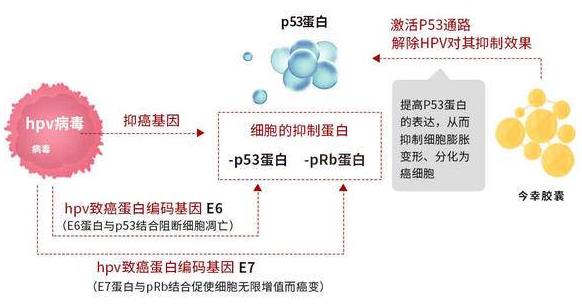hpv18陽性多久能轉陰,hpv18陽性很難轉陰嗎?