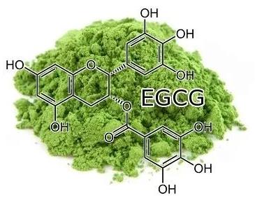 抹茶中的兒茶素對新冠的效果