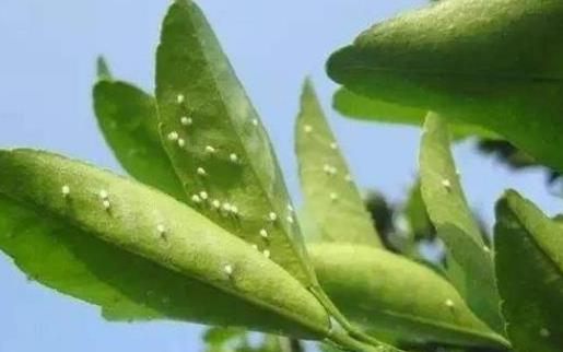 哪些人容易患子宮內膜增生?子宮內膜增生有哪些癥狀?