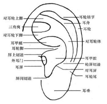 耳穴埋豆是什么?耳穴埋豆需要注意什么事項(xiàng)