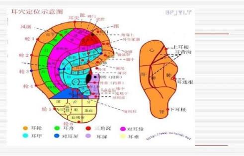 耳穴埋豆是什么?耳穴埋豆需要注意什么事項(xiàng)