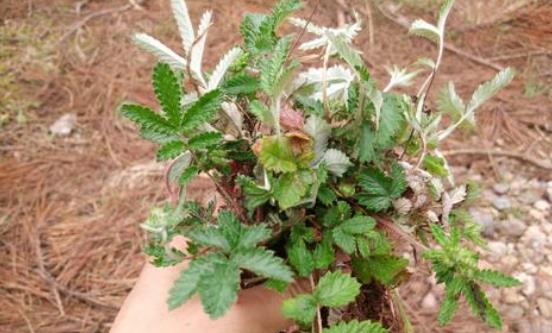 翻白草可以治療糖尿病嗎?翻白草有哪些作用?
