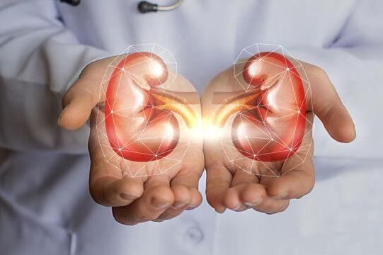 高校研究NMN或將成為腎損傷修復新手段