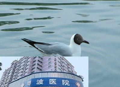 與聾啞醫生李全義大夫靠譜嗎功能