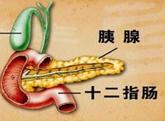 胰腺在人體的哪個部位圖解 胰腺的功能和作用