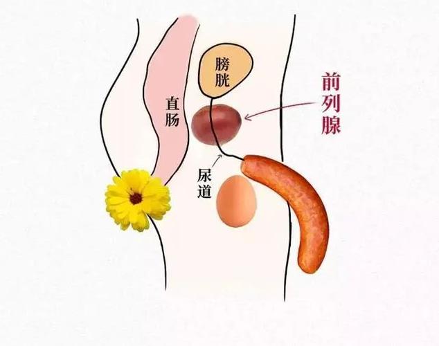 北京紫荊醫院是幾級醫院?慢性前列腺炎的10個警示前兆
