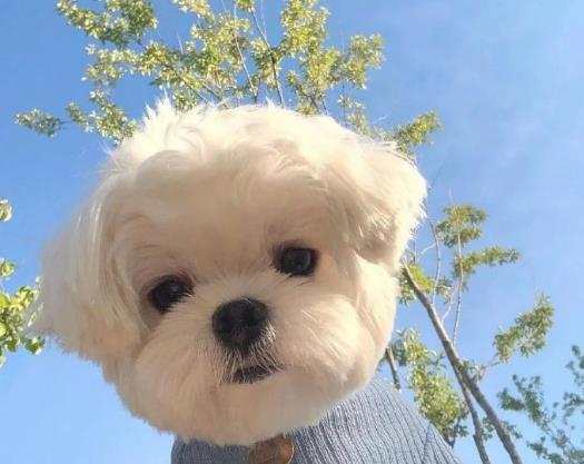 狂犬病潛伏期是多長時間?狂犬病人會傳染給人嗎?
