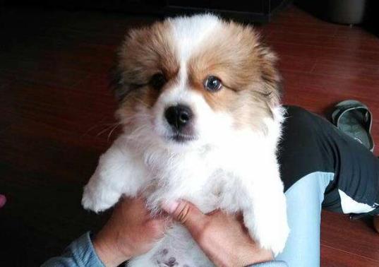 狗抓傷一般不會感染狂犬病嗎?狗沒死我確診狂犬病是怎么回事