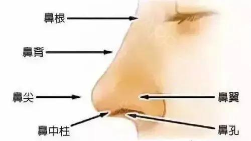 王的整形王海木:從點到面什么樣的鼻子才叫好看 f7001a5ef5a80eeaa6ad38f8e0c3395.png