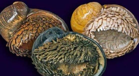 世界上最堅(jiān)硬的蝸牛,鱗角腹足蝸牛子彈都無法打穿!