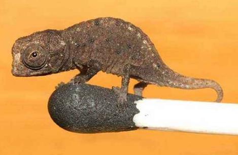 世界上最小的壁虎,雅拉瓜壁虎身長僅106厘米