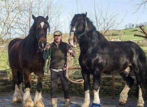 世界上最大的馬,夏爾馬杜克體重超過1.2噸破世界紀錄