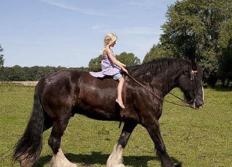 世界上最大的馬,夏爾馬杜克體重超過1.2噸破世界紀錄