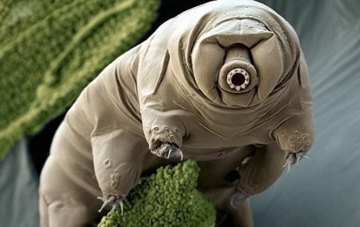 水熊蟲:唯一能在宇宙真空生存的動物