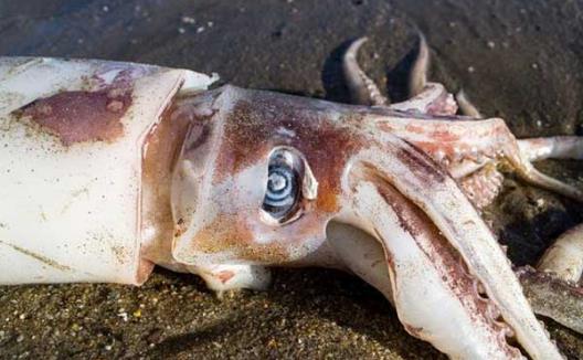 世界上最大的魷魚(yú)