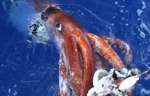 世界上最大的魷魚(yú)