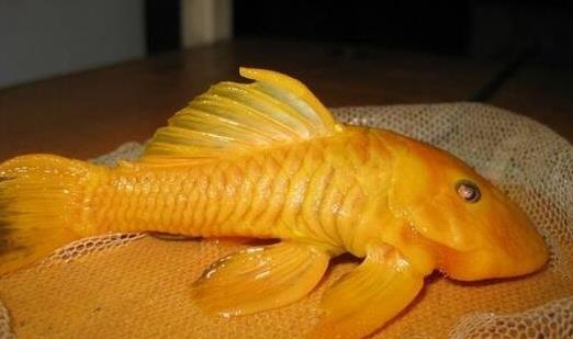 世界上最獨(dú)特的變異魚種 24k黃金達(dá)摩身價(jià)高達(dá)數(shù)十萬