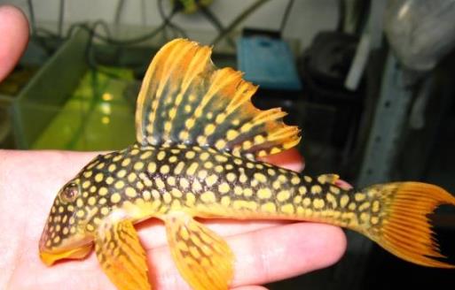 世界上最獨(dú)特的變異魚種 24k黃金達(dá)摩身價(jià)高達(dá)數(shù)十萬