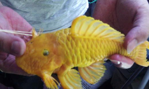 世界上最獨(dú)特的變異魚種 24k黃金達(dá)摩身價(jià)高達(dá)數(shù)十萬
