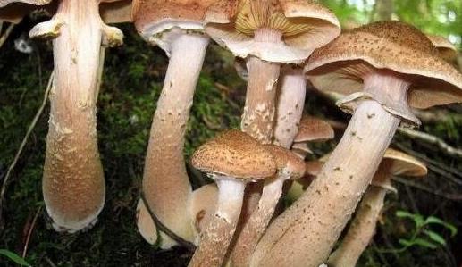 世界上最大的蘑菇 一個活了2400多歲的超大奧氏蜜環菌
