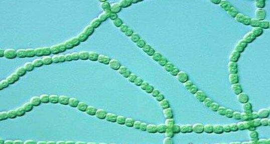 現(xiàn)存地球最古老的生物 最老的生物35億歲了靠光合作用存活