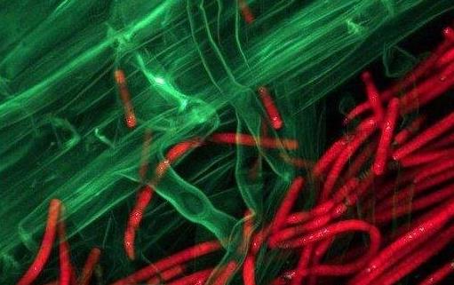 現(xiàn)存地球最古老的生物 最老的生物35億歲了靠光合作用存活