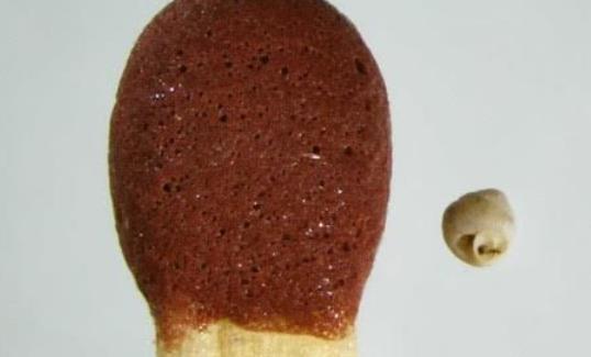 世界上最大的蝸牛 巨型蝸牛長(zhǎng)達(dá)20cm