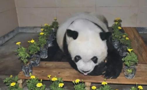 世界上最高壽熊貓 37歲的巴斯相當于人的百歲以上