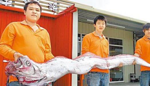 世界最長的硬骨魚 龍王魚最長7.6米 曾被認為是真龍