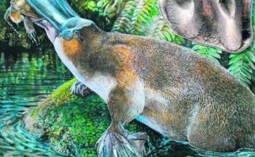 世界上最原始的哺乳動(dòng)物 鴨嘴獸在2500萬年前就已出現(xiàn)