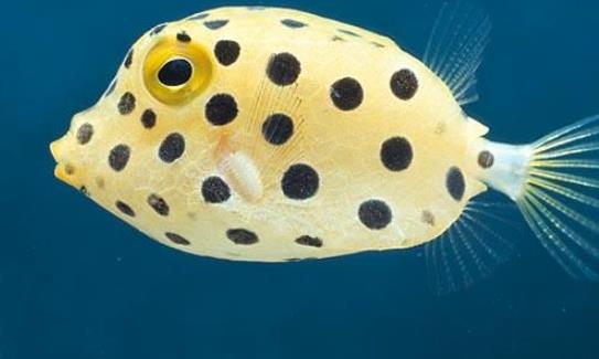 世界上最萌的魚 粒突箱鲀魚長得像一只方盒子