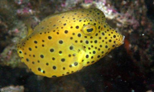 世界上最萌的魚 粒突箱鲀魚長得像一只方盒子