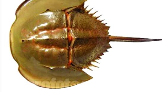 世界上唯一的藍(lán)血海洋生物 鱟的血液遇氧變藍(lán)