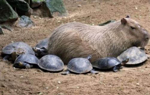 世界上最大的嚙齒動物 水豚肩高半米以上
