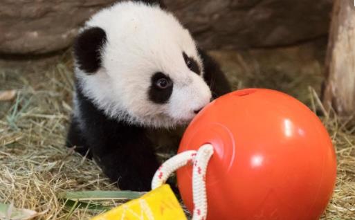 世界上最小的熊貓 出生時僅重51克 是正常熊貓的三分之一