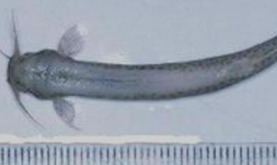 世界上最恐怖的鯰魚 吸血魚能夠鉆進(jìn)人的尿道 吸取人體血液