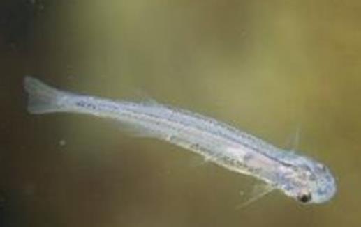 世界上最恐怖的鯰魚 吸血魚能夠鉆進(jìn)人的尿道 吸取人體血液