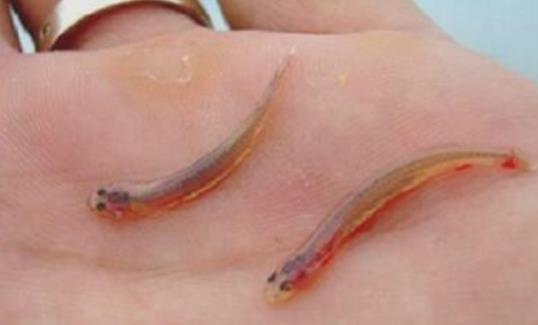 世界上最恐怖的鯰魚 吸血魚能夠鉆進(jìn)人的尿道 吸取人體血液